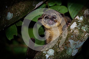 Kinkajou - Potos flavus, rainforest mammal of the family Procyonidae related to olingos, coatis, raccoons, and the ringtail and