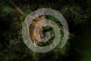 Kinkajou - Potos flavus, rainforest mammal of the family Procyonidae related to olingos, coatis, raccoons, and the ringtail and