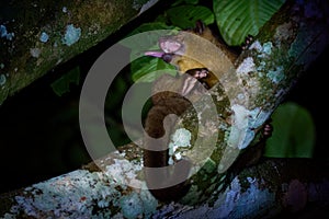 Kinkajou - Potos flavus, rainforest mammal of the family Procyonidae related to olingos, coatis, raccoons, and the ringtail and