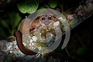 Kinkajou - Potos flavus, rainforest mammal of the family Procyonidae related to olingos, coatis, raccoons, and the ringtail and