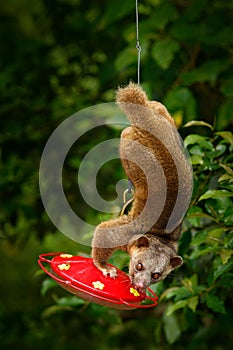 Kinkajou, Potos flavus, tropic animal in the nature forest habitat. Mammal in Costa Rica. Widlife scene from nautre. Wild Kinkajou photo