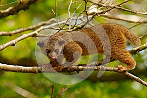 Kinkajou, Potos flavus, tropic animal in the nature forest habitat. Mammal in Costa Rica. Wildlife scene from nature. Wild Kinkajo photo