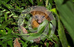 Kinkajou photo