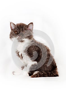 Kinky little kitten Selkirk Rex on white background