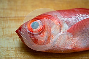 Kinmedai, japanese fresh whole red snapper