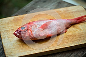 Kinmedai, japanese fresh whole red snapper