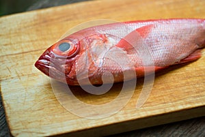 Kinmedai, japanese fresh whole red snapper