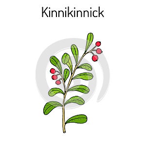 Kinnikinnick Arctostaphylos uva-ursi , or bearberry twig with berries
