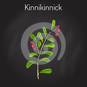 Kinnikinnick Arctostaphylos uva-ursi , or bearberry twig with berries photo