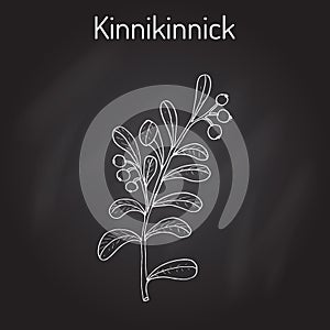 Kinnikinnick Arctostaphylos uva-ursi , or bearberry twig with berries photo