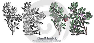 Kinnikinnick. Colorful vector hand drawn plant. Vintage medicinal plant sketch. photo