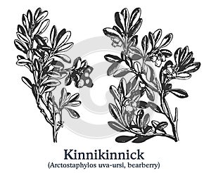Kinnikinnick. Vector hand drawn plant. Vintage medicinal plant sketch. photo