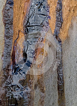 Kino gum oozed from eucalyptus tree