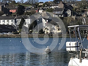 Kinsale harbour boats seagulls building Kinsale harbour boats seagulls building Yachts blue skies port cork Ireland historical