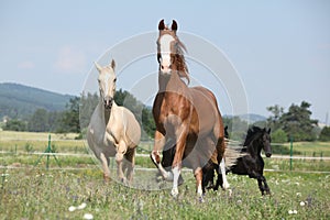 Kinsky and friesian horse running together