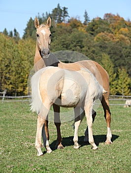 Kinsky horse mare with foal in autumn