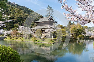 Kinunkaku Pavilion alongside the moat in Kikko Park. Cherry blossoms full blooming. Iwakuni, Yamaguchi, Japan.