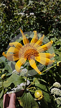 Kipait or moon flower or paitan or Tithonia diversifolia photo