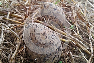 kirala bird eggs srilankan animel