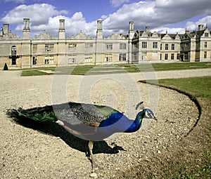 Kirby hall northamptonshire photo