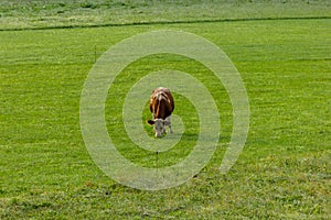 Kirchberg in Tirol, Tirol/Austria - September 19 2018: Brow and white cow eating lush green grass in the early morning cold