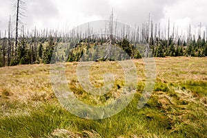 Kirchlinger Stand mountain meadow in Bavarian Forest mountains photo