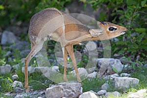 Kirk Dik-dik (Madoqua kirkii)