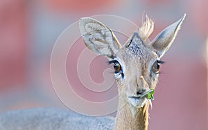 Kirk Dik-dik (Madoqua kirkii) photo