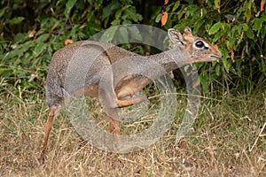 Kirk dik-dik scratches itself with bushes behind