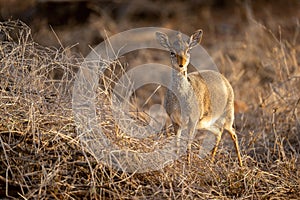 Kirk dik-dik stands by dry, tangled grass