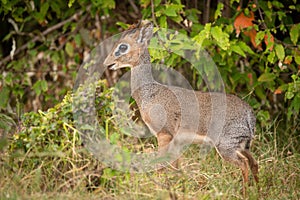 Kirk dik-dik stands in profile in bushes