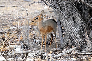 Kirk-Dikdik hides under a tree - Namibia africa photo