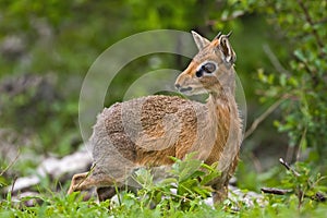 Kirk's Dik-Dik