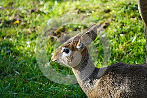 Kirk\'s dik-dik looking out