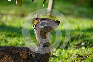 Kirk\'s dik-dik looking out