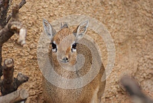 Kirk's Dik-dik - Madoqua kirkii