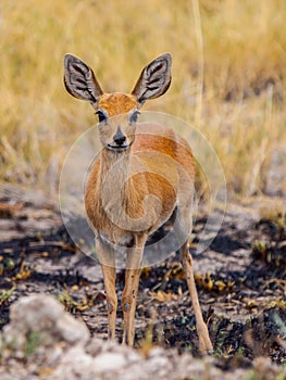 Kirk's dik-dik (Madoqua kirkii)