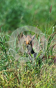 DIK DIK DE KIRK madoqua kirkii photo