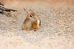 Kirk`s dik-dik Madoqua kirkii lies in stones in yellow pebble