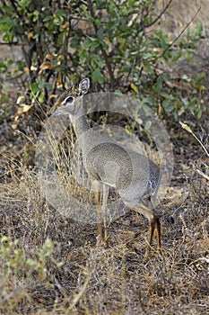 Kirk`s Dik Dik, madoqua kirkii, Masai Mara Park in Kenya