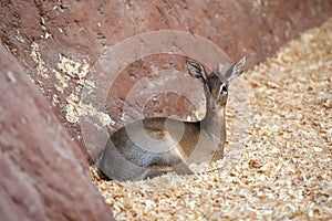 Kirk`s dik-dik Madoqua kirkii in the Prague Zoo.