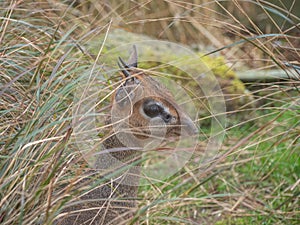 Kirk's dik-dik, Madoqua kirkii. Zoo animals