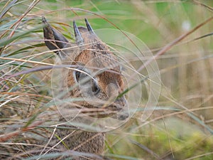 Kirk's dik-dik, Madoqua kirkii. Zoo animals