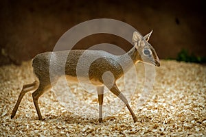 KirkÂ´s dik-dik in nature park