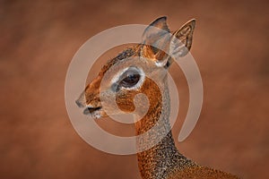 Kirk\'s dik-dik from Samburu reserve, Kenya. Close-up big eye head portrait of Anetelope, .