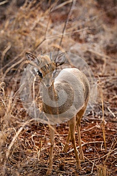 Kirk`s dik dik standing in savanna grassland at Masai Mara National Reserve Kenya