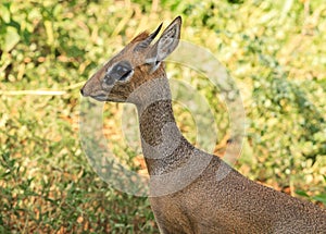 A Kirk`s Dik-dik up close