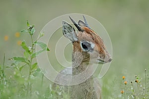 A Kirk`s dik-dik up close