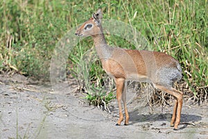 A Kirk`s dik-dik up close