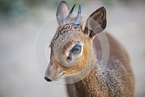 Kirk`s dik-dik Madoqua kirkii antelope. photo